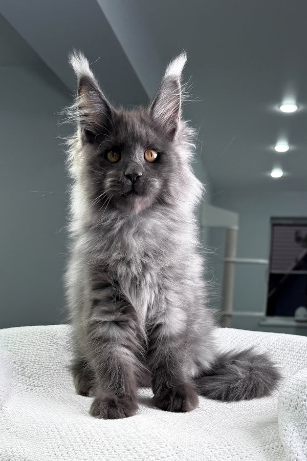 Martin | Maine Coon Kitten