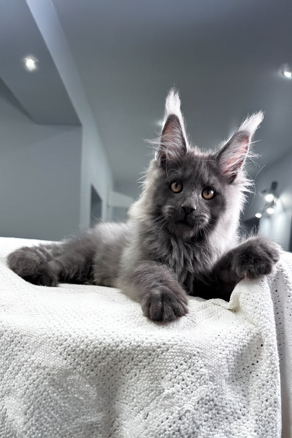 Martin | Maine Coon Kitten
