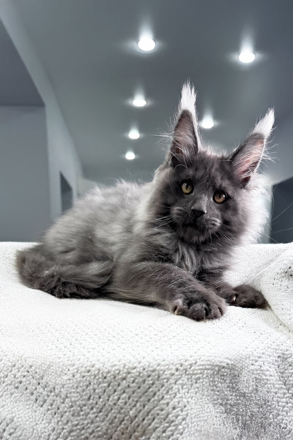 Martin | Maine Coon Kitten