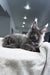 Martin | Maine Coon Kitten