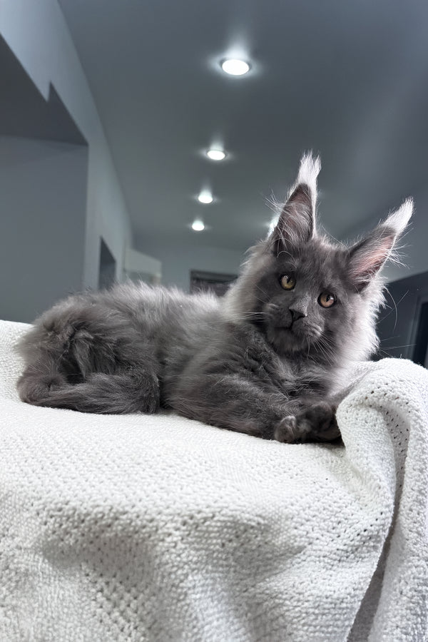 Martin | Maine Coon Kitten