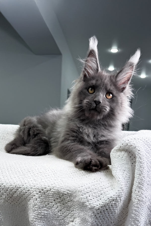 Martin | Maine Coon Kitten