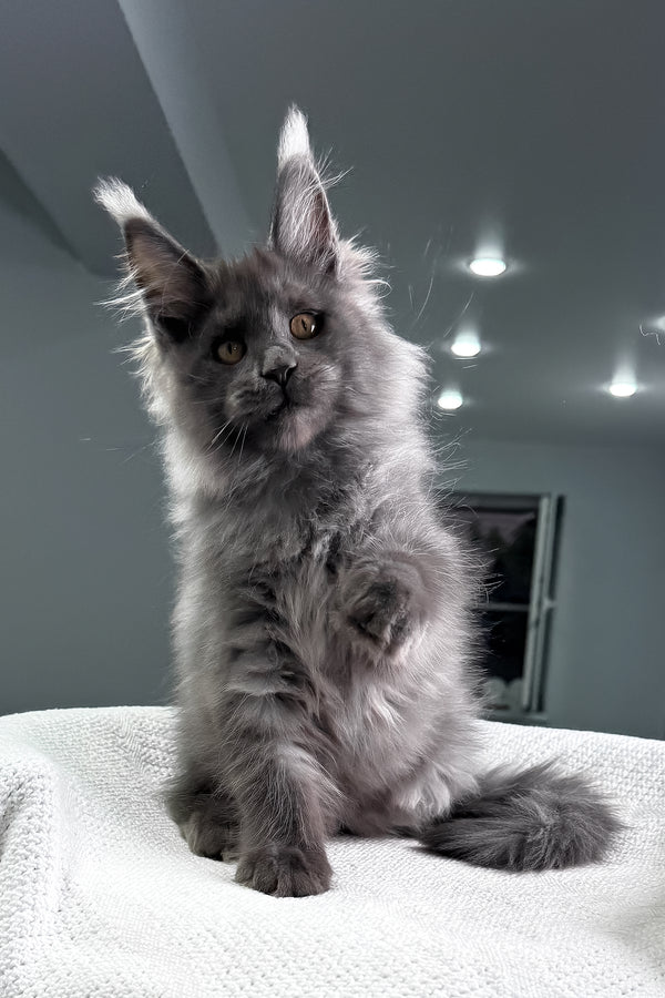 Martin | Maine Coon Kitten