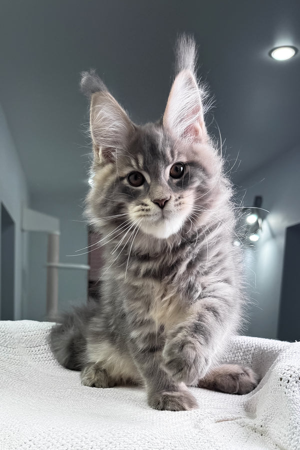 Marsel | Maine Coon Kitten