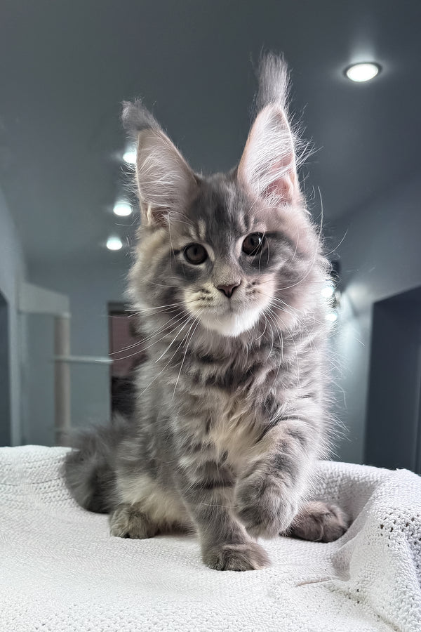 Marsel | Maine Coon Kitten