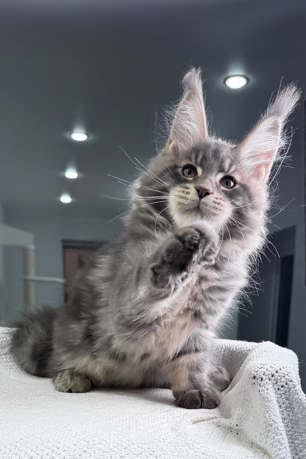 Marsel | Maine Coon Kitten