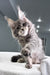 Marsel | Maine Coon Kitten