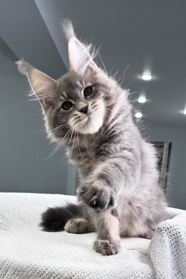 Marsel | Maine Coon Kitten