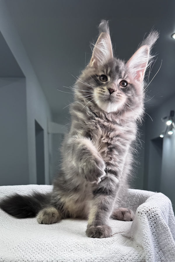 Marsel | Maine Coon Kitten