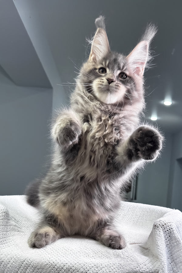Marsel | Maine Coon Kitten