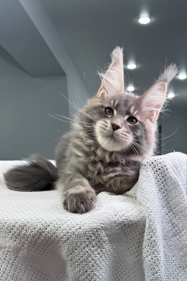 Marsel | Maine Coon Kitten