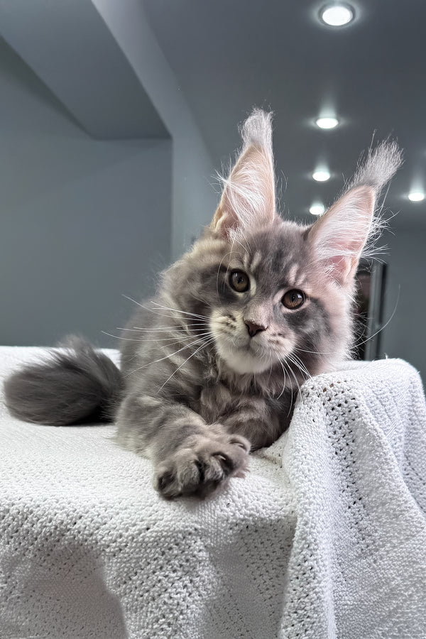 Marsel | Maine Coon Kitten