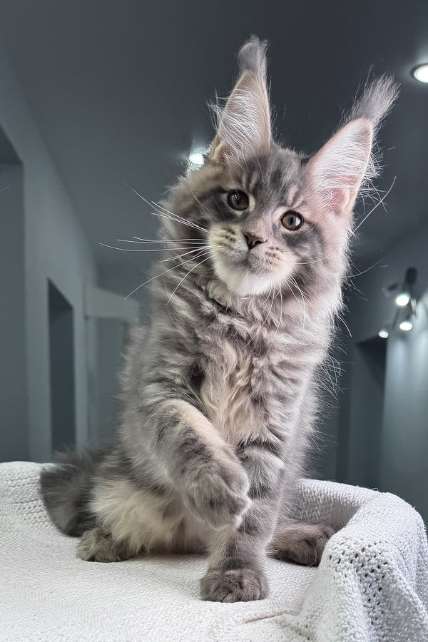 Marsel | Maine Coon Kitten