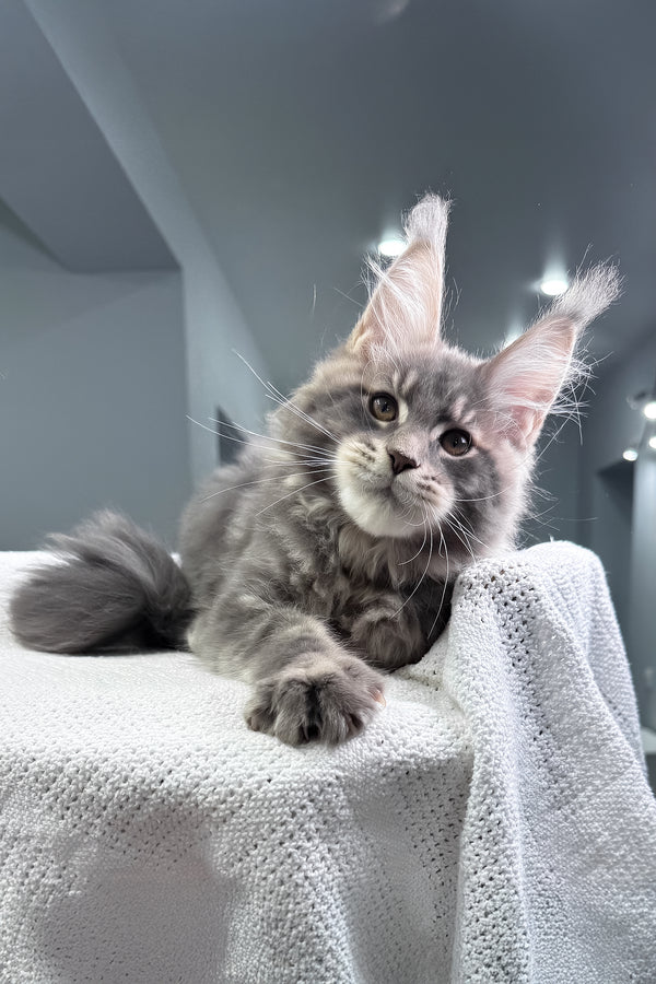 Marsel | Maine Coon Kitten