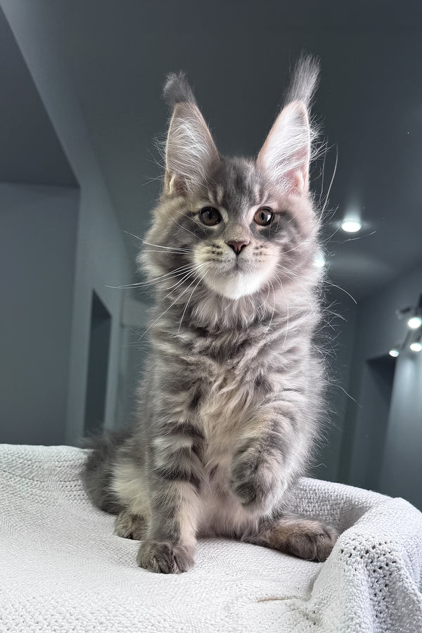 Marsel | Maine Coon Kitten