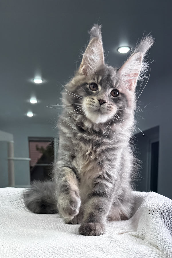 Marsel | Maine Coon Kitten