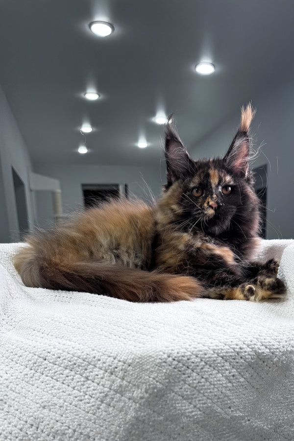 Madina | Maine Coon Kitten