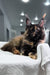 Madina | Maine Coon Kitten