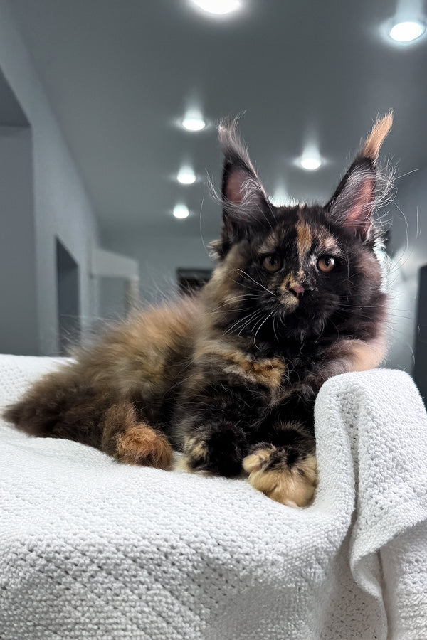 Madina | Maine Coon Kitten