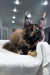 Madina | Maine Coon Kitten