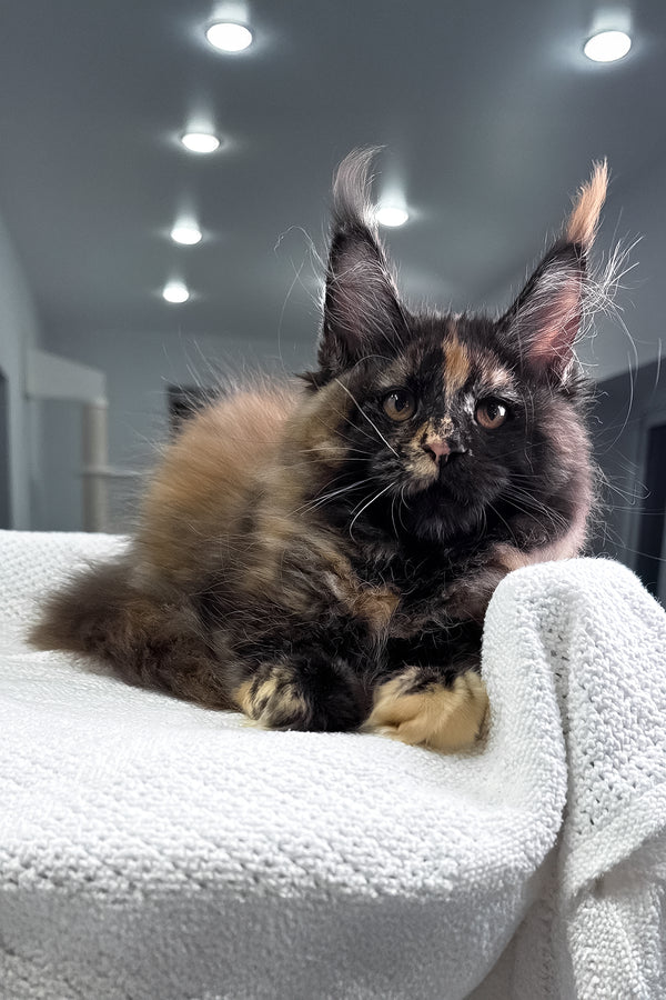 Madina | Maine Coon Kitten