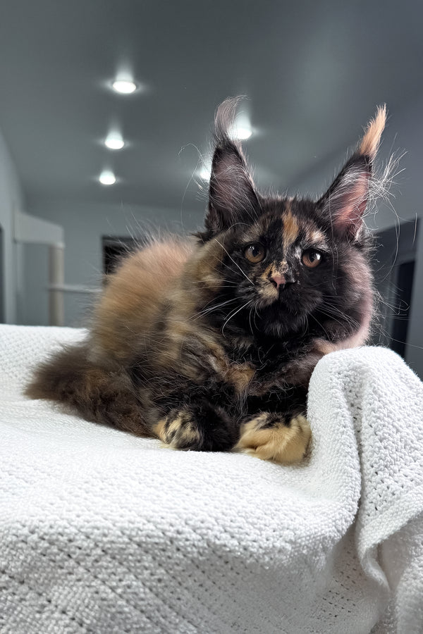 Madina | Maine Coon Kitten