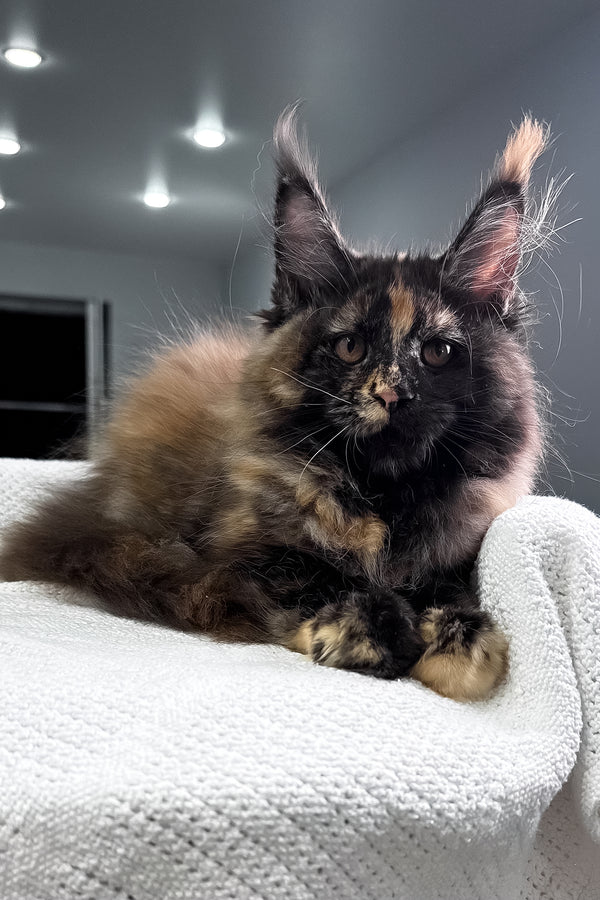 Madina | Maine Coon Kitten