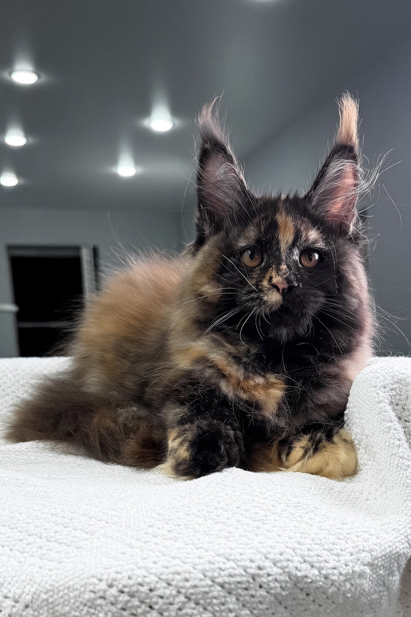 Madina | Maine Coon Kitten