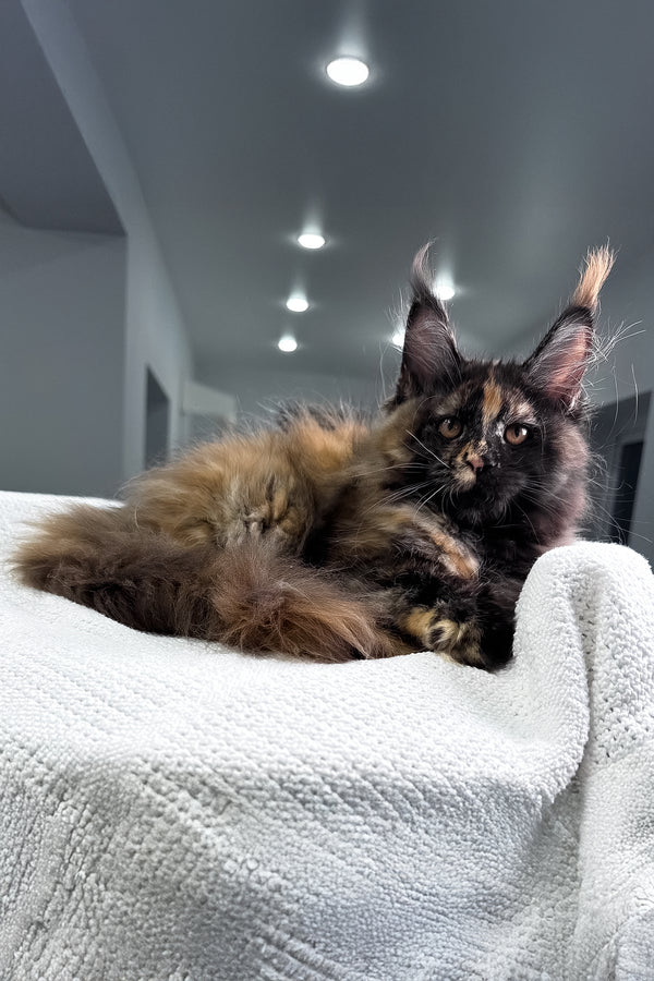 Madina | Maine Coon Kitten