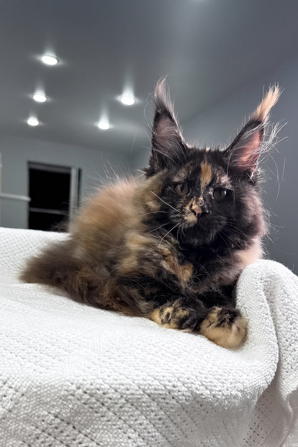 Madina | Maine Coon Kitten