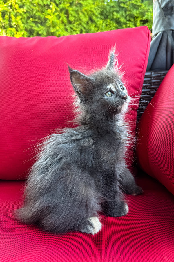 Cora | Polydactyl Maine Coon