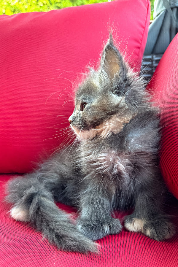 Cora | Polydactyl Maine Coon