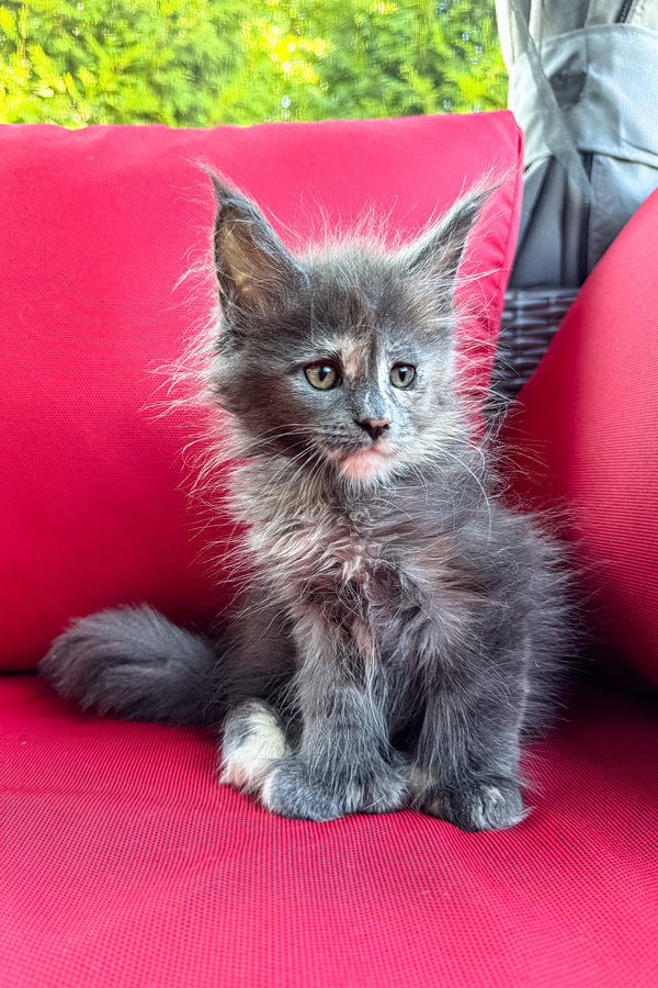 Cora | Polydactyl Maine Coon