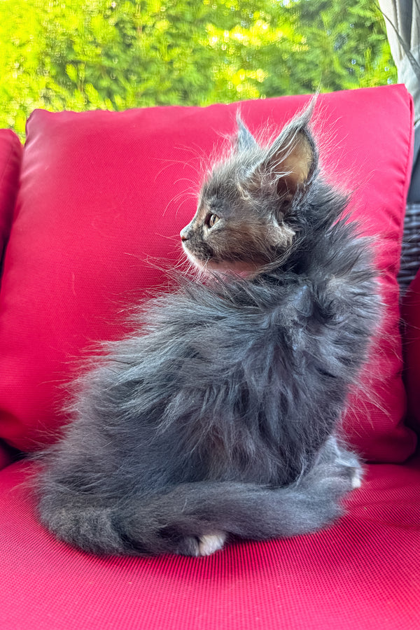 Cora | Polydactyl Maine Coon