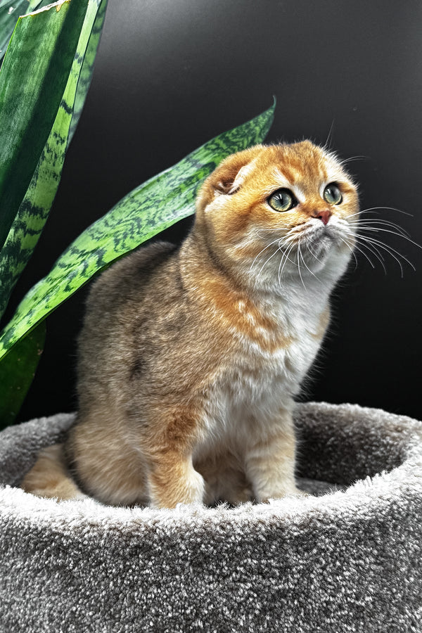 Rosi | Scottish Fold Kitten