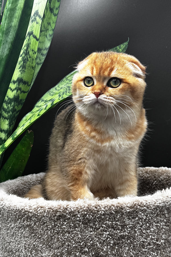 Rosi | Scottish Fold Kitten
