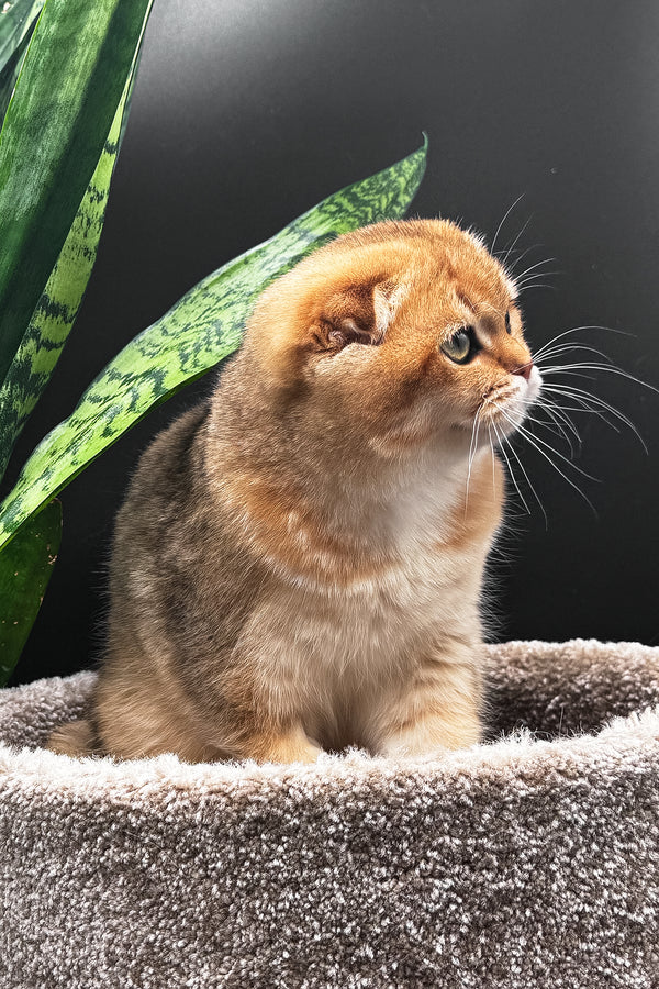 Rosi | Scottish Fold Kitten