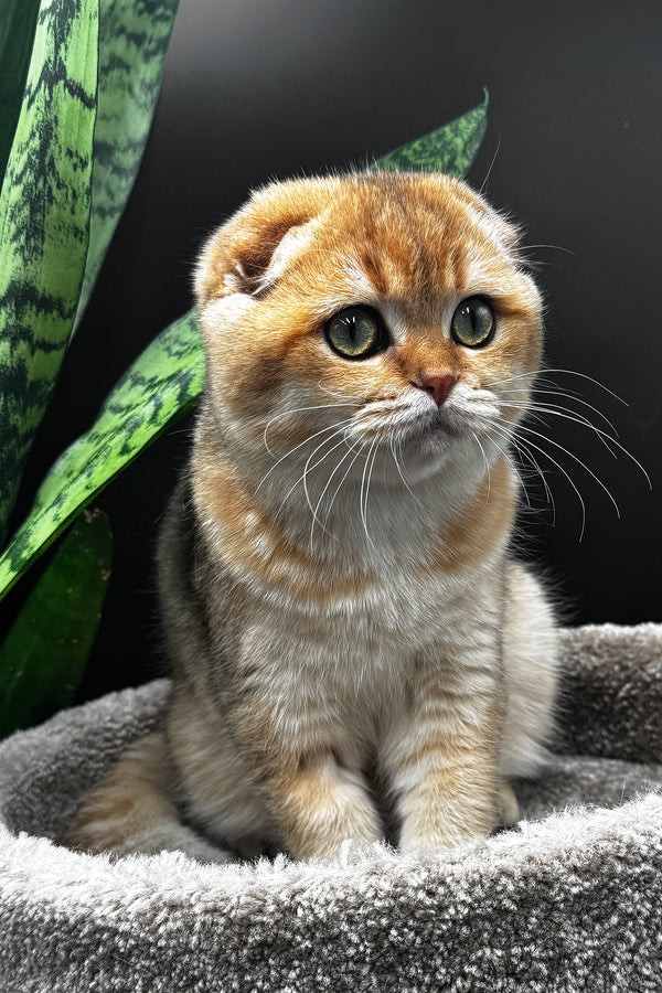 Rosi | Scottish Fold Kitten