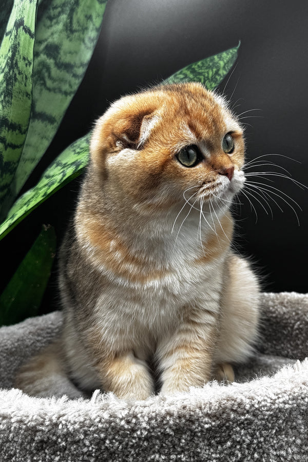 Rosi | Scottish Fold Kitten