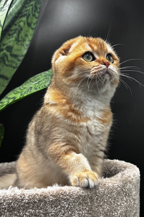 Rosi | Scottish Fold Kitten