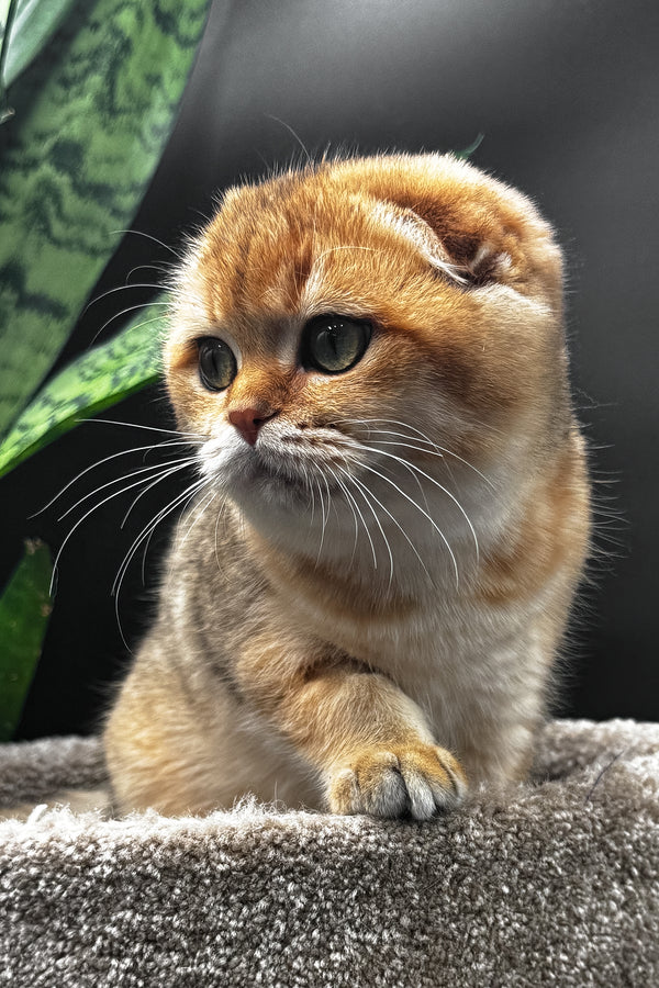 Rosi | Scottish Fold Kitten