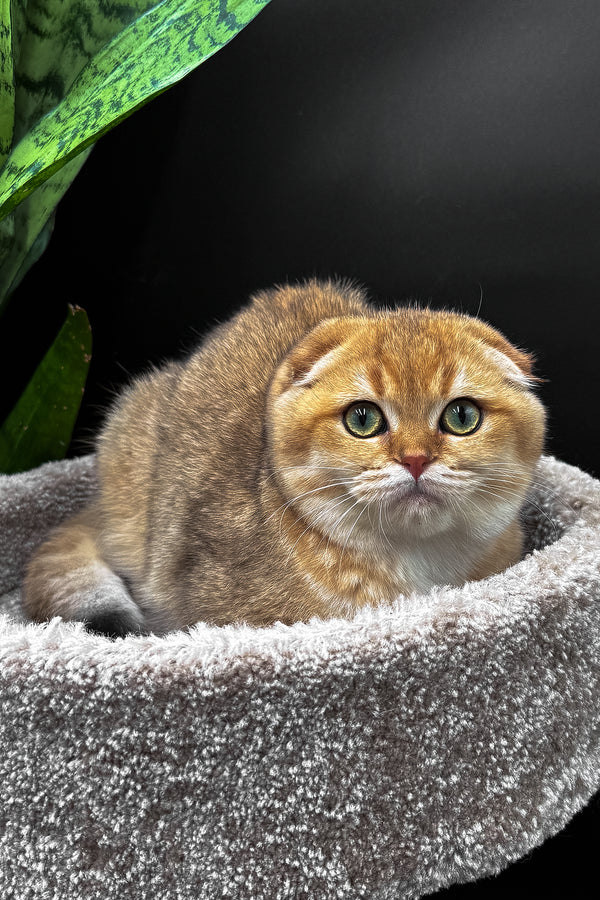 Rosi | Scottish Fold Kitten