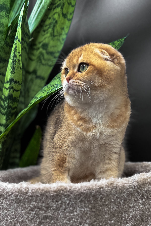 Rosi | Scottish Fold Kitten