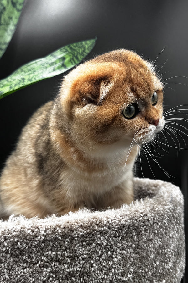 Rosi | Scottish Fold Kitten
