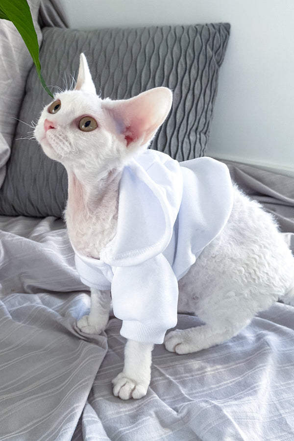 Kelly | Devon Rex Kitten