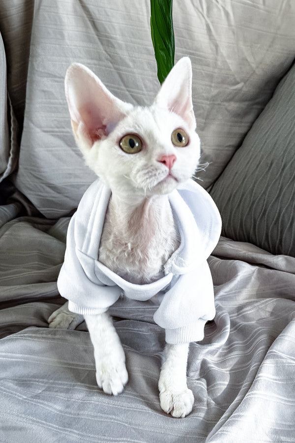 Kelly | Devon Rex Kitten