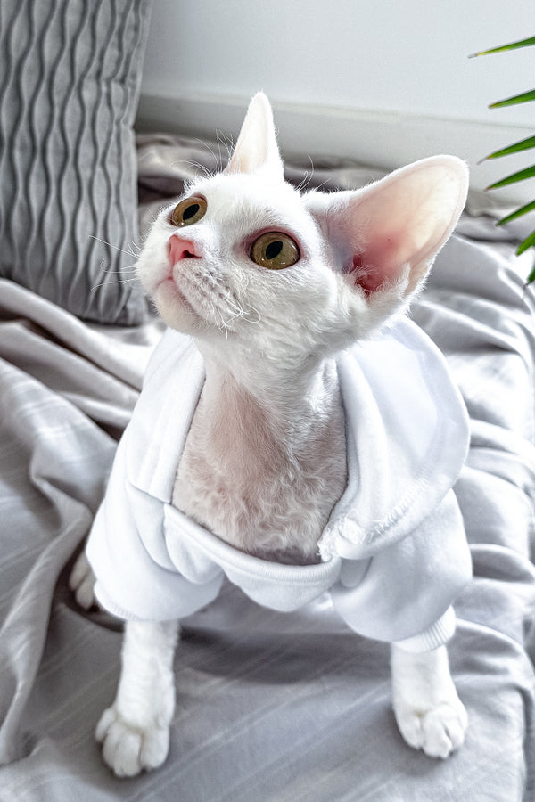 Kelly | Devon Rex Kitten