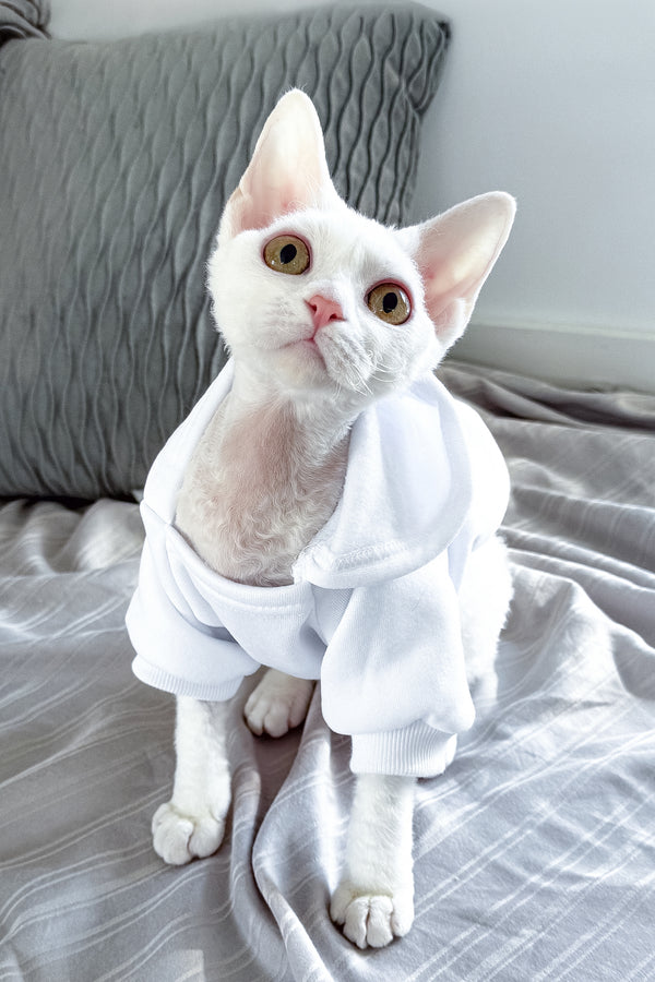Kelly | Devon Rex Kitten