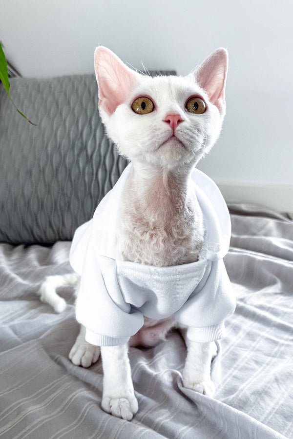 Kelly | Devon Rex Kitten