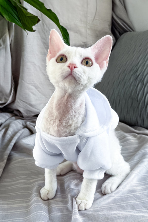 Kelly | Devon Rex Kitten